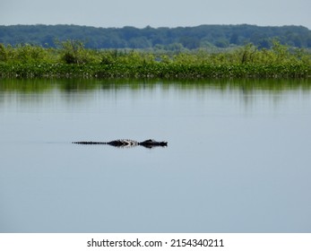 Paynes Prairie Preserve State Park.