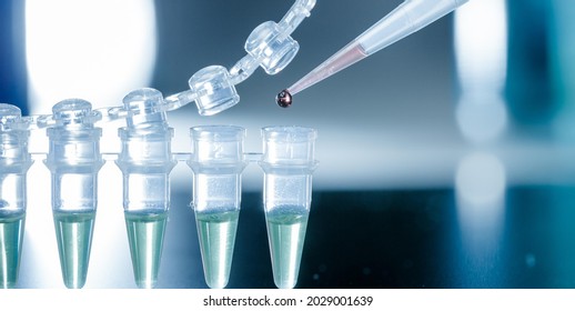 PCR Micro Tubes Strips PCR 8 Tube Strips Device In A Genetics Lab To Decrypt The Genetic Code