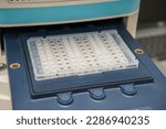 PCR plate loaded in a PCR device in a scientific laboratory. The tray is open. The PCR plate is closed with optical strips. Science, laboratory, research and development.