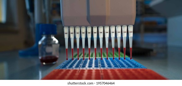 Pcr Process In Microbiology Laboratory