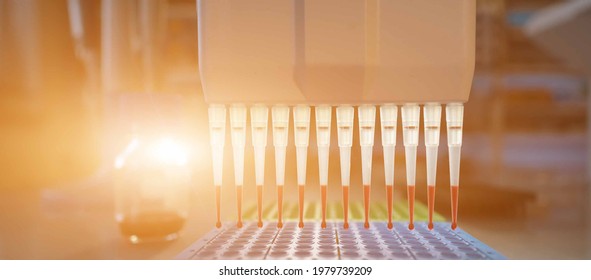 Pcr Process In Microbiology Laboratory