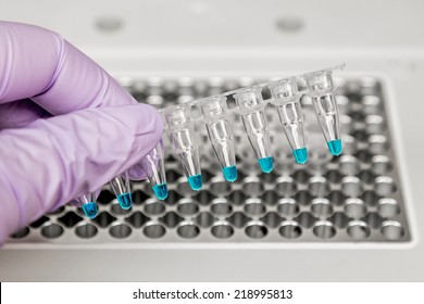 PCR Samples Ready For A Thermal Cycler.