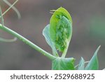 Pea aphid Acyrthosiphon pisum colony on young pea leaf.