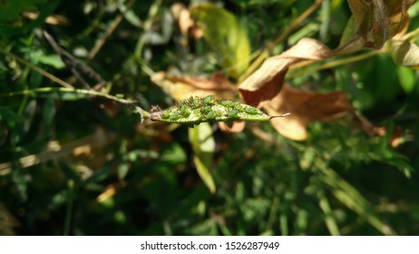 Pea Aphid Acyrthosiphon Pisum On A Green Leaf Of The Plant.