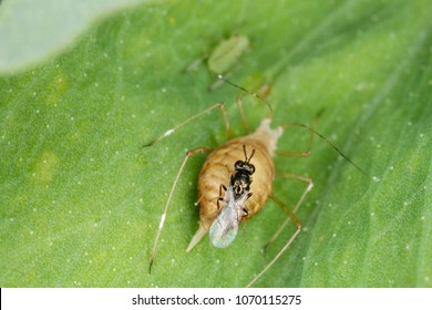 The Pea Aphid Acyrthosiphon Pisum Parasitized By Braconidae (Hymenoptera) A Family Of Parasitoid Wasps