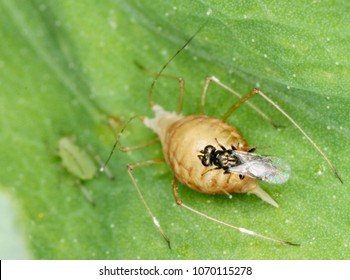 The Pea Aphid Acyrthosiphon Pisum Parasitized By Braconidae (Hymenoptera) A Family Of Parasitoid Wasps