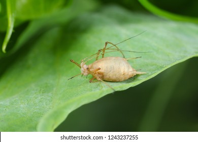 The Pea Aphid Acyrthosiphon Pisum Parasitized By Braconidae (Hymenoptera) A Family Of Parasitoid Wasps