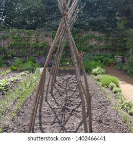 Pea Bean Wigwam Support Canes In A Vegetable Garden Patch