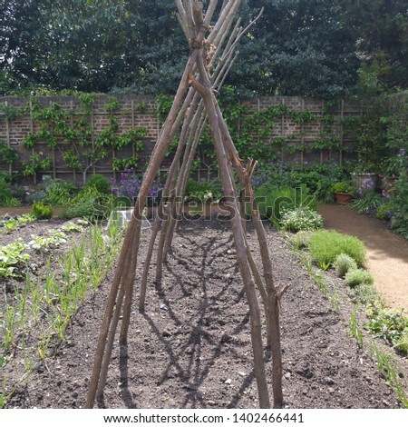 Pea Bean Wigwam Support Canes in a Vegetable Garden Patch