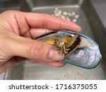 Pea crab found in mussel in commercial kitchen while cleaning