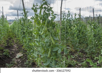 Pea Crop