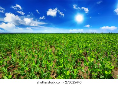 Pea Field