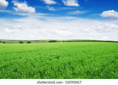 Pea Field And Blue Sky