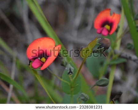Pea Flower, Donnelly River, Western Australia