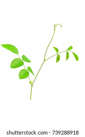 Pea flowers leaf on isolated  background