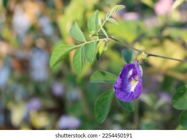 Pea flowers, leaves and their vines. It is a medicinal plant. The color from fresh petals is blue with anthocyanin. and afzelin,aparajitin,cinnamic acid, cinnamic acid, 4-hydroxy,4-hydroxy,
