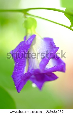 Similar – Image, Stock Photo Clematis | tendril to the sky.