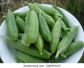 Pea Is Most Commonly The Small Spherical Seed Or The Seed-pod Of The Pod Fruit Pisum Sativum. Each Pod Contains Several Peas, Which Can Be Green Or Yellow. Botanically, Pea Pods Are Fruit.