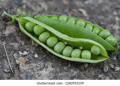 Pea Is Most Commonly The Small Spherical Seed Or The Seed-pod Of The Pod Fruit Pisum Sativum. Each Pod Contains Several Peas, Which Can Be Green Or Yellow. Botanically, Pea Pods Are Fruit.