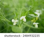 Pea Pisum sativum cover crop detail blossom flower white bio organic farm farming, green fertilization mulch field and soil nutrition crops and peas green tendrils manure nitrogen, agricultural Europe