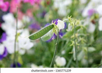 Pea plant. Pea and Bean plant and flowers. Garden and nature. Farming and food. 