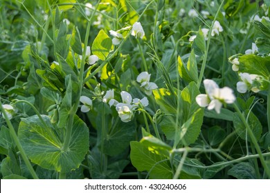 Pea Plant Blooming