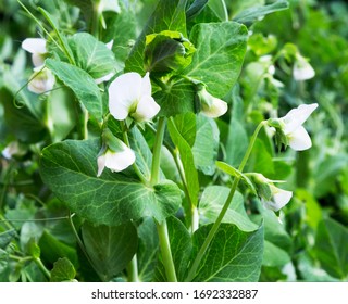 Pea Plant Flower. Green Pea Plants In Sunlight.