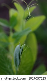 Pea Plant Macro In The Garden, Dark Moody Wabi Sabi Blurred Background, Vertical, Closeup, Copy Space