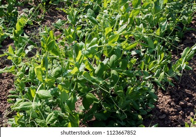 Pea Plant Pisum Sativum Early Summer Stock Photo 1123667852 | Shutterstock