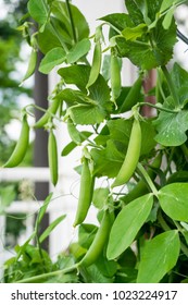 Pea Plant (pisum Sativum) With Several Pods Growing On A Balcony