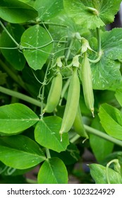 Pea Plant (pisum Sativum) With Several Pods