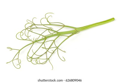 Pea Plant With Tendrils