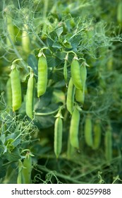 Pea Plant Vegetable In A Garden