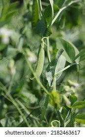 Pea Pod Plant Fodder Beans Beans Food Food Natural Natural Protein Gastronomy Factory Green Color Agriculture Agriculture Closeup Background Picture Diet Fresh Food Healthy Food Nature Summer Harvest 