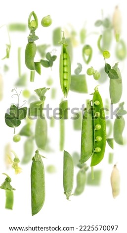 Similar – Green flowers and leaves flat lay