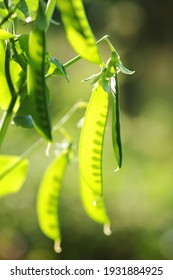 Pea Pods In Sun Light Outside In The Garden, Closeup Or Macro Of Bean Green Vegetable Plant, Organic Horticulture And Eco Farming Concept, Vertical