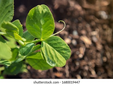 Pea Seedling Early Mornings. Top View, Close Up. Pisum Sativum Macrocarpon Group. Water Drops On Leaves. Tendril Reaching Out. Soft Bokeh Soil Background. Concept Of New Beginnings.