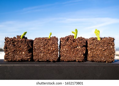 Sugar Snap Peas Sprout Hd Stock Images Shutterstock