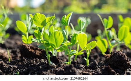 Pea Shoots Sprouting From The Ground Close-up. Microgreens As A Health Benefit.