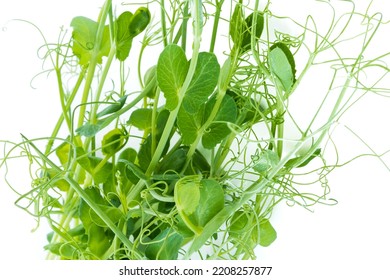 Pea Shoots With Tendrils Lying Flat, Isolated On White