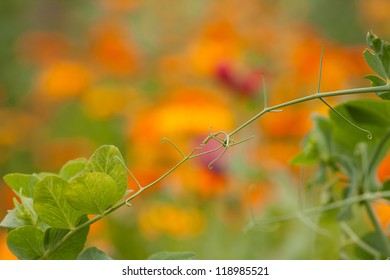 Pea Tendrils Over The Blooming Calendula Flowers In The Background.