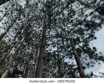 Peace between the pine trees