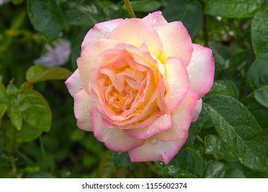 Rosa Peace Images Stock Photos Vectors Shutterstock