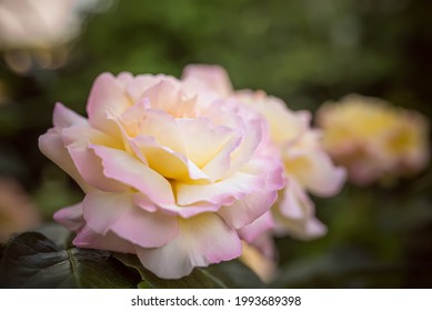 Peace Gloria Dei Hybrid Tea Rose In Summer Garden A Variety Of Roses Of The Tea-hybrid Class. Sometimes This Variety Is Called The Most Famous Rose Of The Twentieth Century.