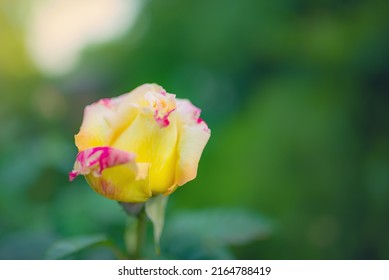 Peace Gloria Dei Hybrid Tea Rose In Summer Garden A Variety Of Roses Of The Tea-hybrid Class. Sometimes This Variety Is Called The Most Famous Rose Of The Twentieth Century.