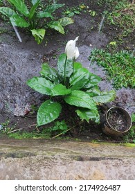 Peace Lilies In A Rain Drenched Garden