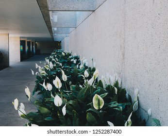 Peace Lillies In Garden Walkway 