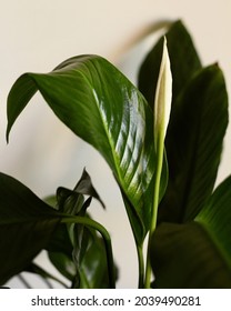 Peace Lilly Beginning To Flower