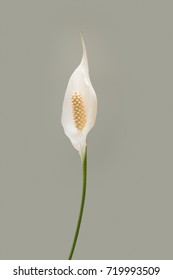 Peace Lilly Image