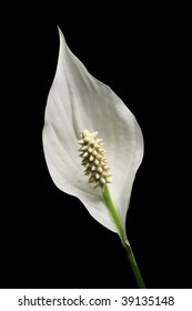 Peace Lilly On Black Background